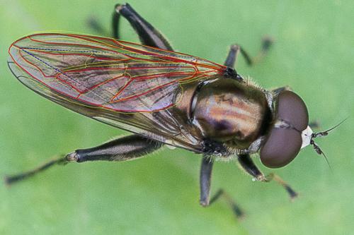 Chalcosyrphus nemorum
